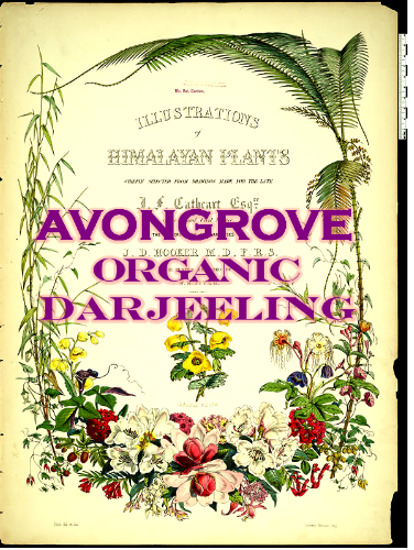 AVONGROVE ORGANIC DARJEELING VINTAGE